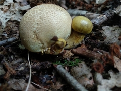 Pseudoboletus parasiticus
