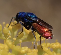 Chrysis inaequalis