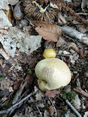 Pseudoboletus parasiticus