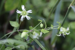 Silene baccifera
