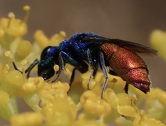 Chrysis inaequalis
