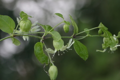 Silene baccifera