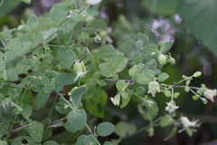 Silene baccifera