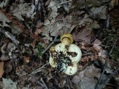Pseudoboletus parasiticus
