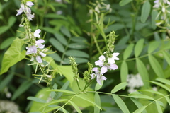 Galega officinalis