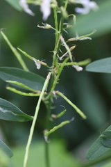 Galega officinalis