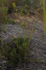 Thamnochortus muirii