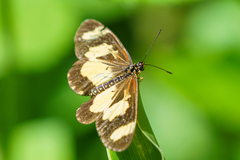 Acraea cabira
