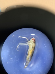 Palmacorixa