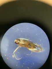 Palmacorixa