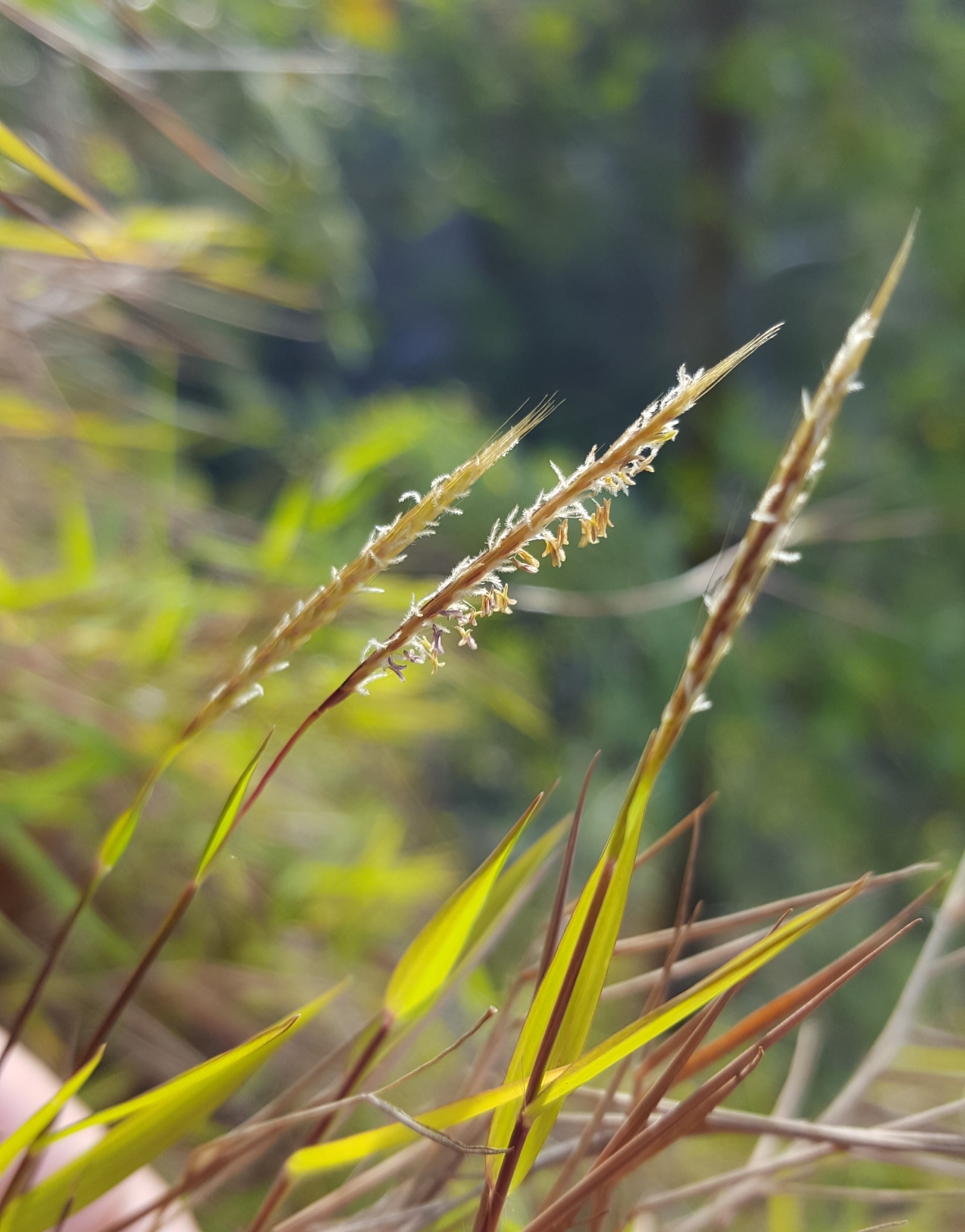 (c) François Rousseu, certains droits réservés (CC BY-NC) https://www.inaturalist.org/observations/89528264