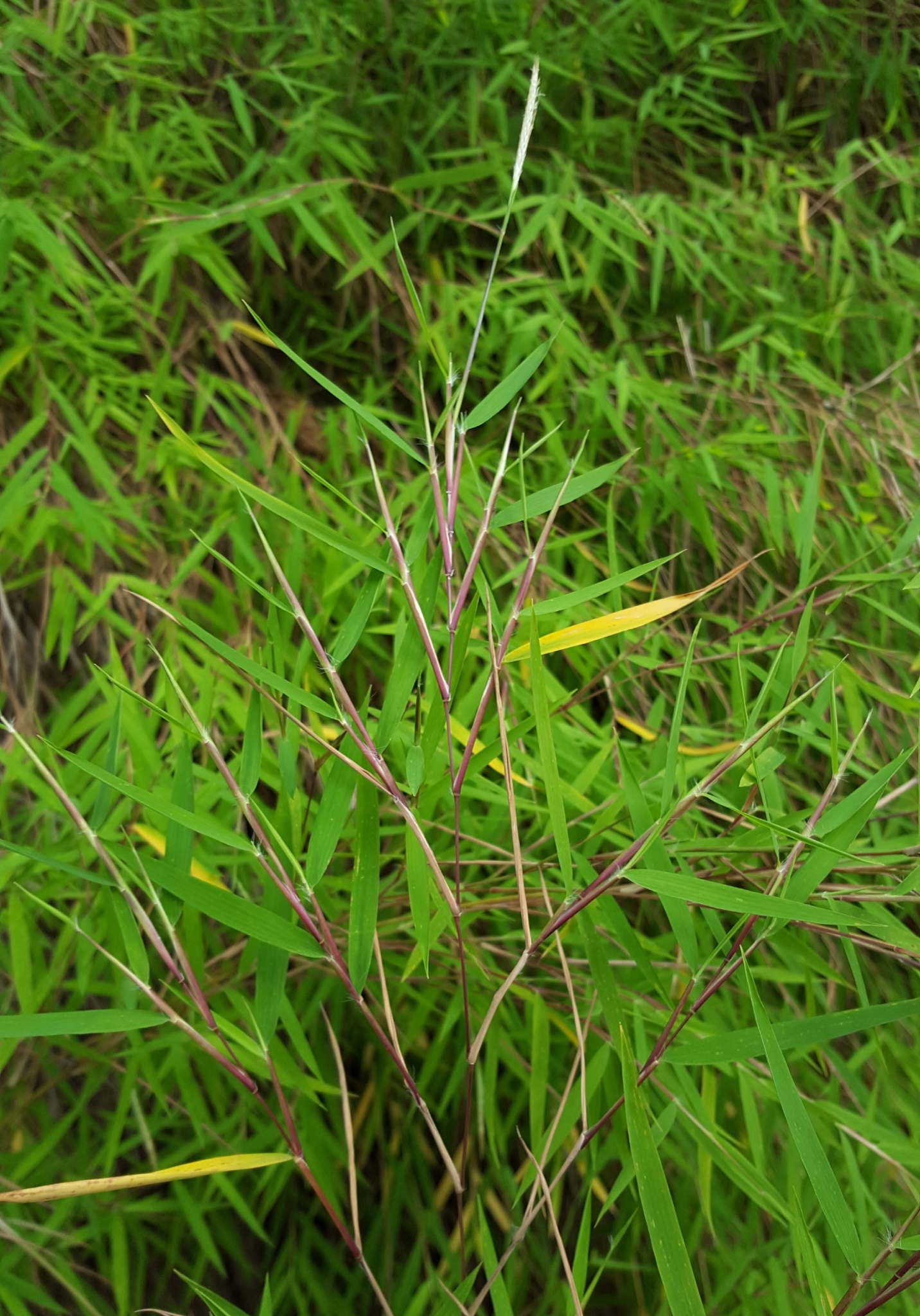 (c) François Rousseu, certains droits réservés (CC BY-NC) https://www.inaturalist.org/observations/89528264