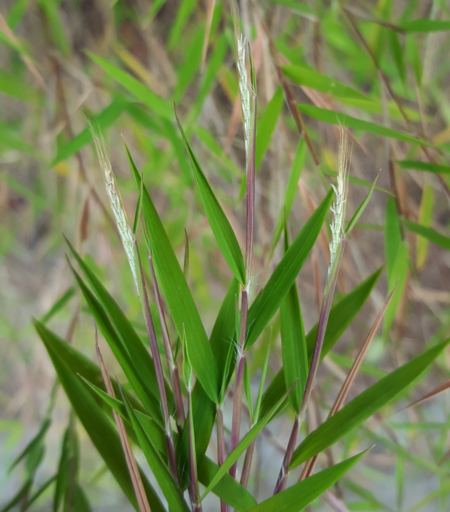 (c) François Rousseu, certains droits réservés (CC BY-NC) https://www.inaturalist.org/observations/89528264