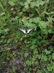 Papilio machaon