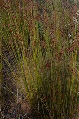 Thamnochortus muirii