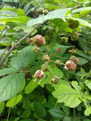 Rubus