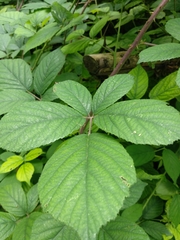 Rubus