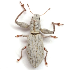 Pandeleteius nodifer