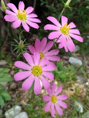 Sabatia kennedyana