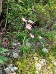 Sabatia kennedyana