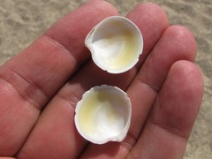 Dosinia lupinus
