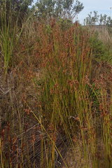 Thamnochortus muirii