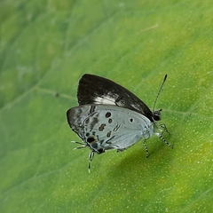Hypolycaena kina
