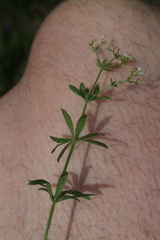 Galium rivale