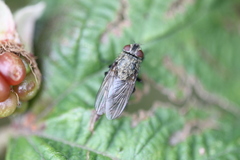Pollenia rudis