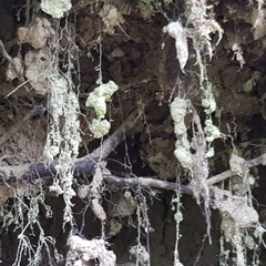 Chaenotheca furfuracea