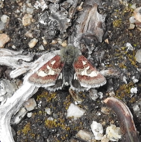 White-spotted Midget photo 5