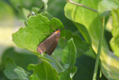 Dysauxes famula