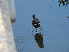 Gallinula chloropus