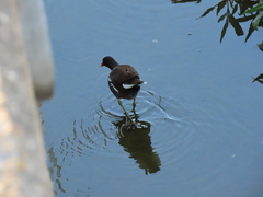 Gallinula chloropus