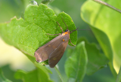 Dysauxes famula