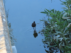 Gallinula chloropus