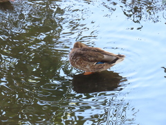 Anas platyrhynchos