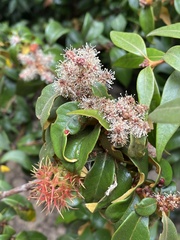 Dryocosmus juliae