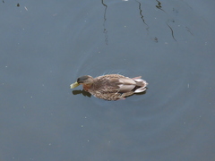 Anas platyrhynchos