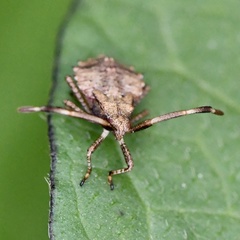 Coreus marginatus
