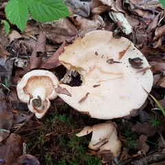 Lactarius illyricus