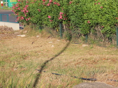 Delichon urbicum