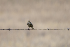 Calcarius ornatus