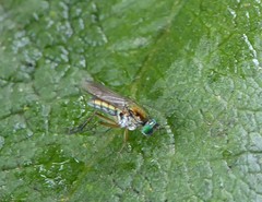 Poecilobothrus nobilitatus