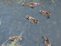 Anas platyrhynchos