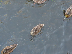 Anas platyrhynchos