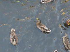 Anas platyrhynchos