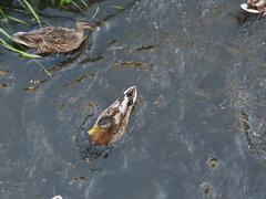 Anas platyrhynchos