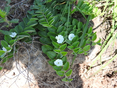 Evolvulus prostratus