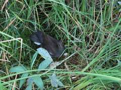 Gallinula chloropus